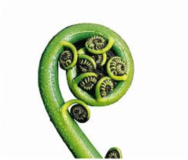 Koru (looks like a curl)